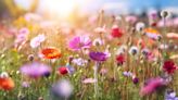 Fleurs « muettes » : qu’est-ce que c’est et quelle signification s’il y en a dans votre jardin