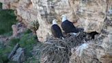 As bald eagles return to nesting areas, Arizona imposes restrictions on public lands