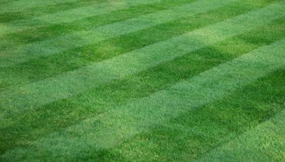 Lawns grow thicker instantly with expert’s one crucial task - even removes weeds