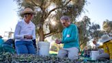 Freshly squeezed: Coachella Valley residents take part in Sunnylands olive harvest