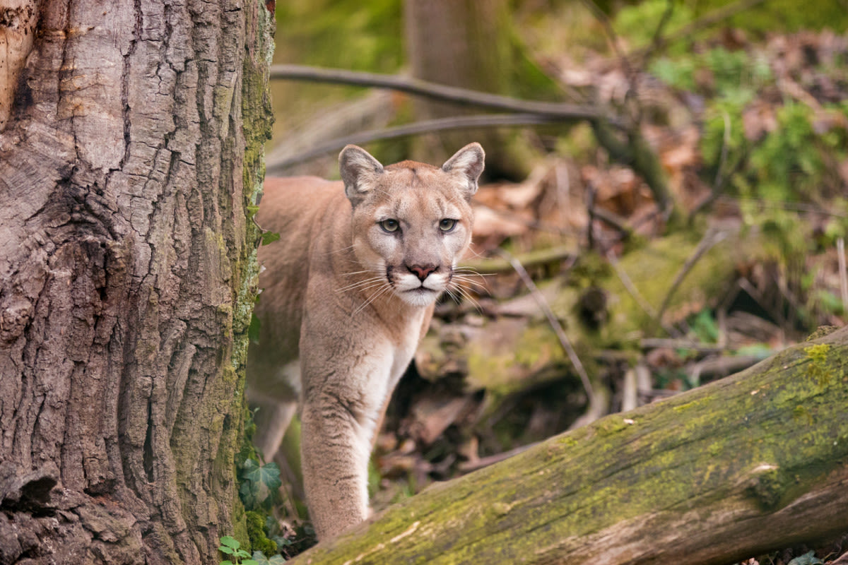 Trapped Mountain Lion Uses Acrobatic Skills to Help Rescuer Get Him Out of Spillway