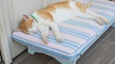 Pet Supply Company Showcasing Cat Bunk Bed Has Us Saying 'Just Take Our Money'