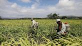 Índice mundial de precios de los alimentos cae en febrero por séptimo mes consecutivo: ONU