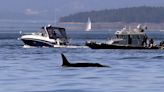 Orcas are sinking sailboats in a game that’s ‘gotten way out of hand,’ experts say