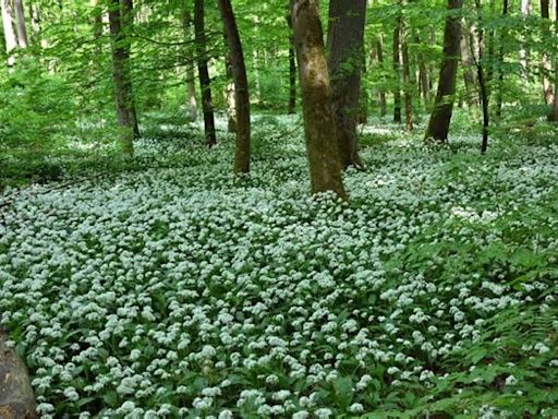 Natur - Jena - Knobi-Duft im Wald: Bärlauch-Zeit beginnt