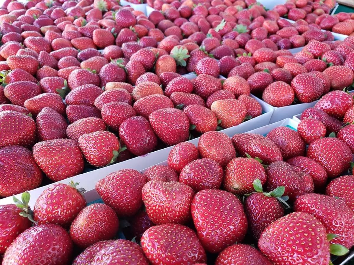 Strawberry Festival to attract thousands to downtown Vista on Sunday