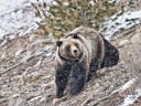 Shed Hunter Kills Charging Grizzly with a Handgun in Montana