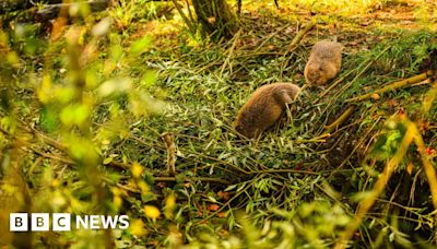 Beaver pair reducing flood risks in Plymouth, scientists say