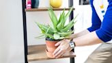 How to buy houseplants without spending a lot
