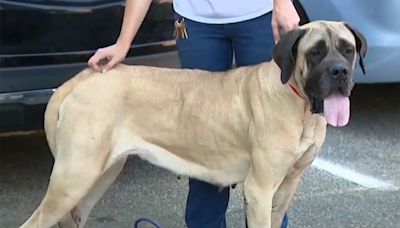 Dog Rescued After Being Abandoned and Tied to a Pole with a Note Alongside Highway: ‘See That She Gets Good Care’