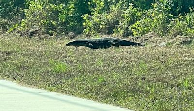 En video: lagarto de gran tamaño sorprende conductora en Florida