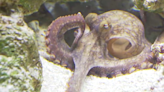 Edmond family grows unexpectedly after pet octopus lays eggs