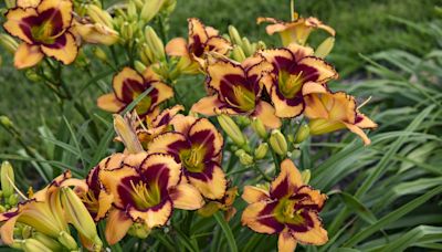 Believe it or not, the Blazing Glory daylilly will bloom from May to September