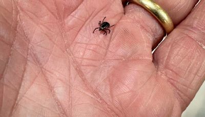 The bottom line about ticks