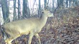 Here's why a state legislator wants to change the start of Pa rifle deer season