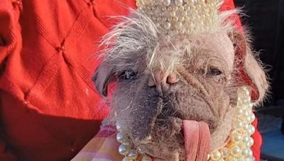 UK's ugliest dog becomes Hollywood star as she features in new film