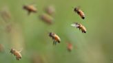 Woman released swarms of bees on deputies during protest to prevent the eviction of a 79-year-old Black homeowner: cops