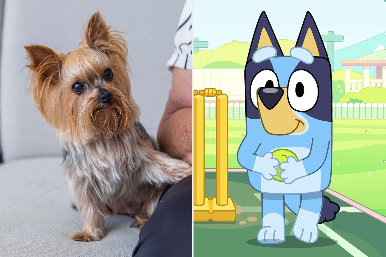 Why Dogs Love Watching “Bluey”, According to an Expert