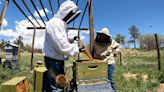 Buzzing with excitement: honey harvest approaching