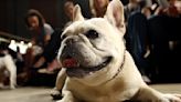 Beloved and debated, French bulldog becomes top US dog breed