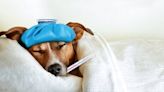 Respiratory virus spreading among dogs halts adoptions, intakes at Pasco shelter