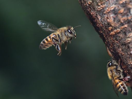 East Texas man stung by ‘hundreds’ of bees life flighted