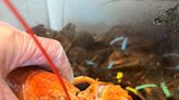 '1 in 30 million': Rare orange lobster discovered at restaurant in New York