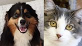 Pawsitively adorable: Meet 43 adoptable dogs and cats looking for love in the Tulsa area