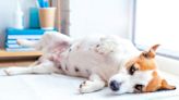 Miscarriage in Dogs: Symptoms, Causes, & Treatments