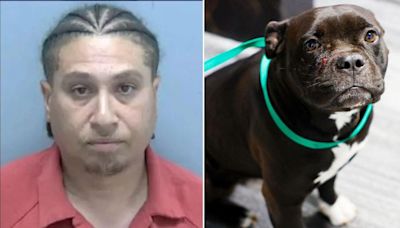 Florida man shoots family dog in the face during argument over infidelity: police