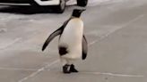 Un pingüino apareció en una calle de Río Grande y generó asombro: las posibles razones, según los expertos