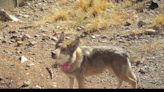 Endangered wolf pair returned to wild in southeastern Arizona