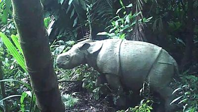 Indonésie: un nouveau spécimen d'un jeune rhinocéros de Java observé