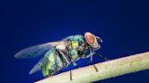 Urgent Countermeasures Are Needed: Researchers Find Blowflies Carrying Bird Flu in Japan