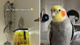 "It's 7 In The Morning," Woman Hilariously Struggles Finding "Off" Button On Singing Cockatiel