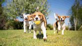 New local dog park to open this summer