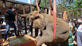 Foreign veterinarians save sick elephant at Pakistani zoo