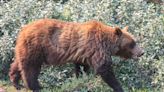 Aggressive bear warning issued after attack in Madden area by killer grizzly