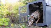 Remote Lake Superior island wolf numbers are stable but moose population declining, researchers say