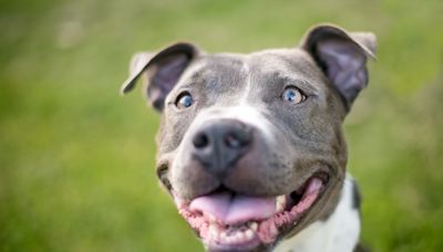 Rescue Pit Bull's 'Meltdown Over Chicken Nugget' Is the Sweetest Thing on the Internet