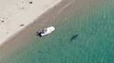 Shark sightings in Northeast waters put beachgoers on high alert