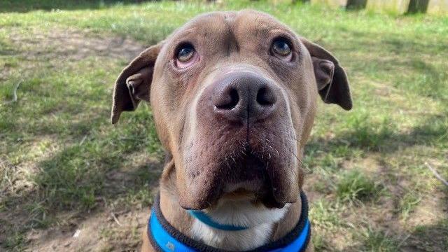 Dog struggling to find home 'because of sad face'