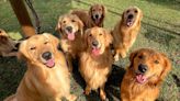 Golden Retriever 'Pack' Greeting Newest Puppy Arrival Is Impossible to Resist