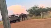 'Aggressive' Bull Elephant Charges and Lifts Safari Truck Blocking His Path in Shocking Footage