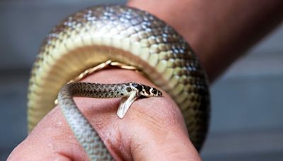 Blood Thinner May Be New Cheap Antidote For Snake Bites, Study Suggests