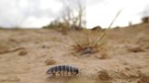 Unraveling isopods' culinary secrets and why it matters for ecosystems