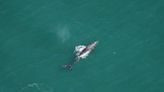 Rare gray whale seen off Nantucket is good and bad news, says Cape whale expert