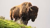 Watch: Yellowstone bison strolls by Old Faithful with perfect timing