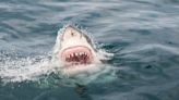 Great White Shark Kills Dog During Sea Duck Hunt