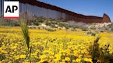 Botanists converge on the US-Mexico border to record plant biodiversity
